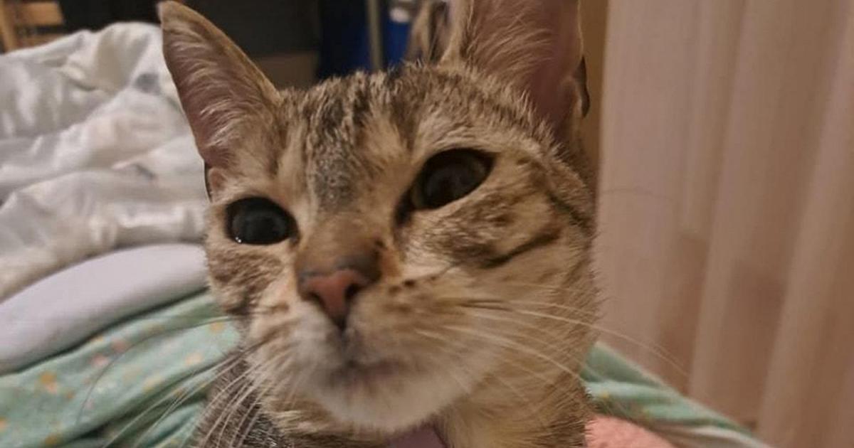 La_gattina_smarrita_sulla_metr